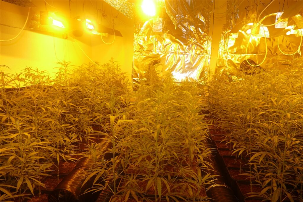 Die Polizei hat in Gelsenkirchen eine große Cannabis-Plantage in einem leerstehenden Wohnhaus entdeckt. Dabei spielte „Kommissar Zufall“ eine entscheidende Rolle.