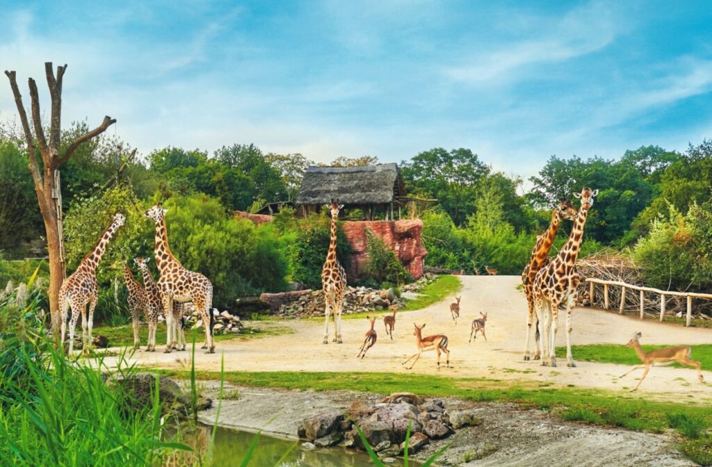 Die Zoom Erlebniswelt in Gelsenkirchen feiert am Samstag den Welttag der Giraffe. Das erwartet die Besucherinnen und Besucher.