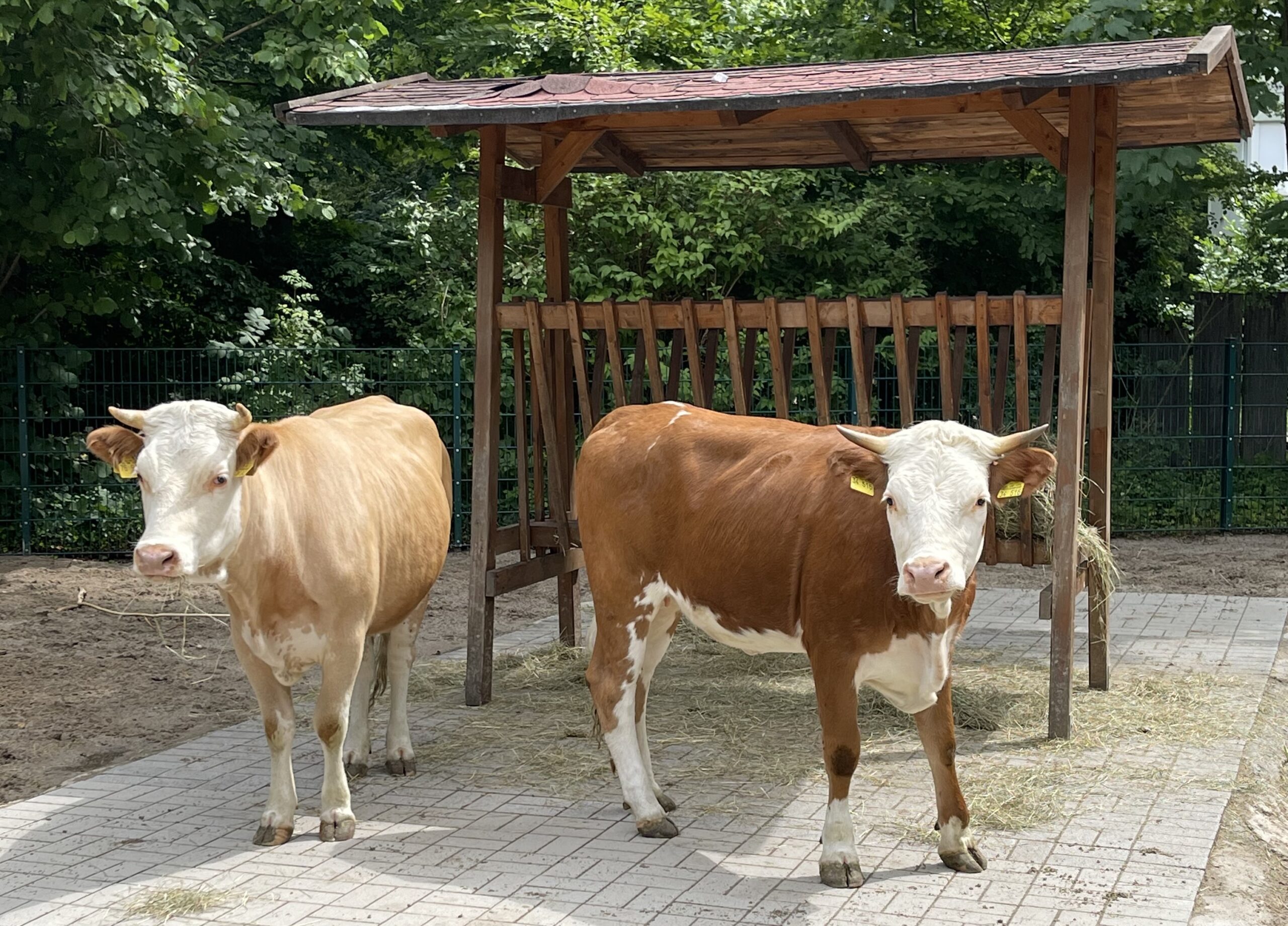 Hinterwälder Rinder erweitern den Grimberger Hof