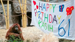 Zweitälteste Orang-Dame Europas feiert Geburtstag