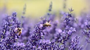 Bienenweiden und Insektenschutz: Tag der Gärten und Parks