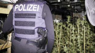 Wuppertaler Strafverfolger entdecken Cannabisplantage in Gelsenkirchen