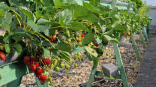 Rooftop-Farming: Erdbeeren und Salat vom Hochschuldach