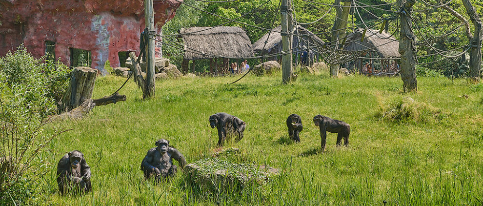 Zwei neue Schimpansen erweitern die Gruppe in der ZOOM Erlebniswelt