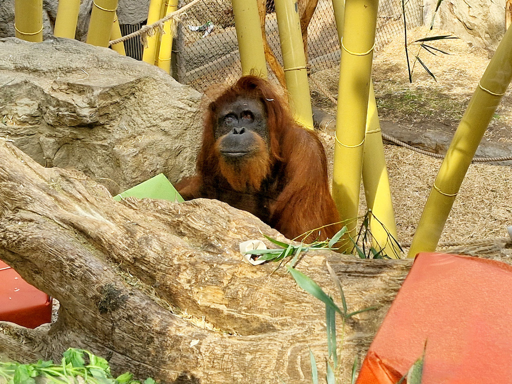 Zoom Erlebniswelt: Orang-Dame feiert Geburtstag