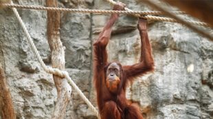 Sumatra-Orang-Utan Awang verlässt die Zoom Erlebniswelt