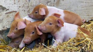 Zoom: Nachwuchs bei den Rotbunten Husumer Schweinen