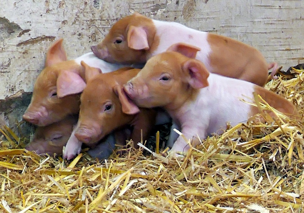 Zoom: Nachwuchs bei den Rotbunten Husumer Schweinen