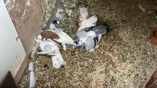 Polizei: Unbekannte stehlen ganzen Taubenschlag