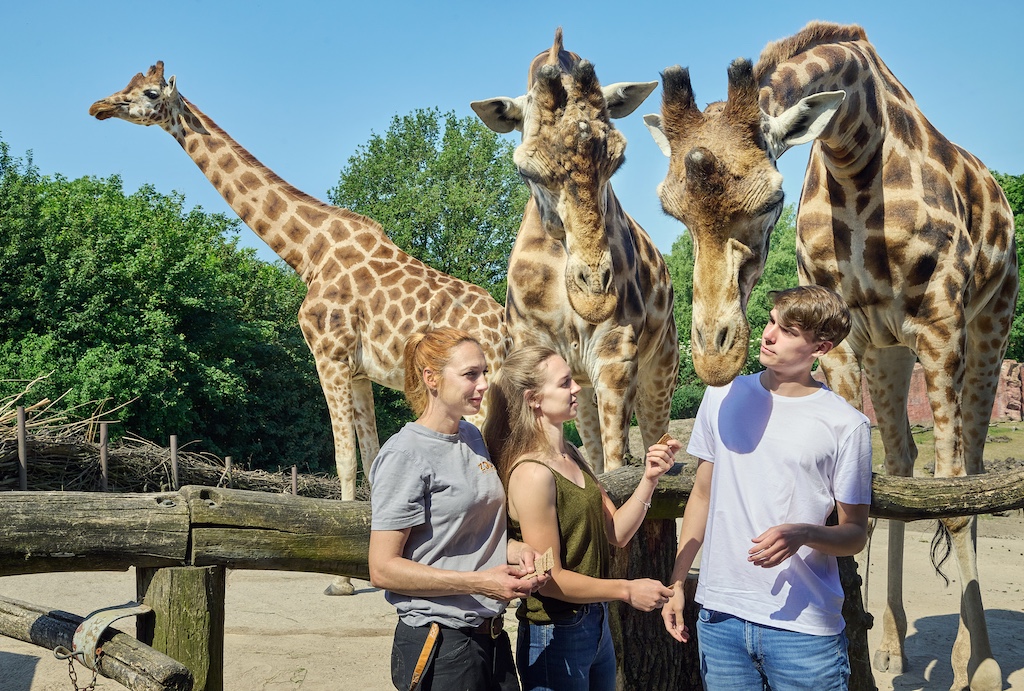Zoom Erlebniswelt feiert den Welttag der Giraffe