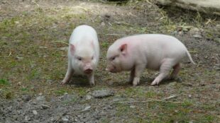 Schweinepest: Landesamt ruft zur Registrierung auf
