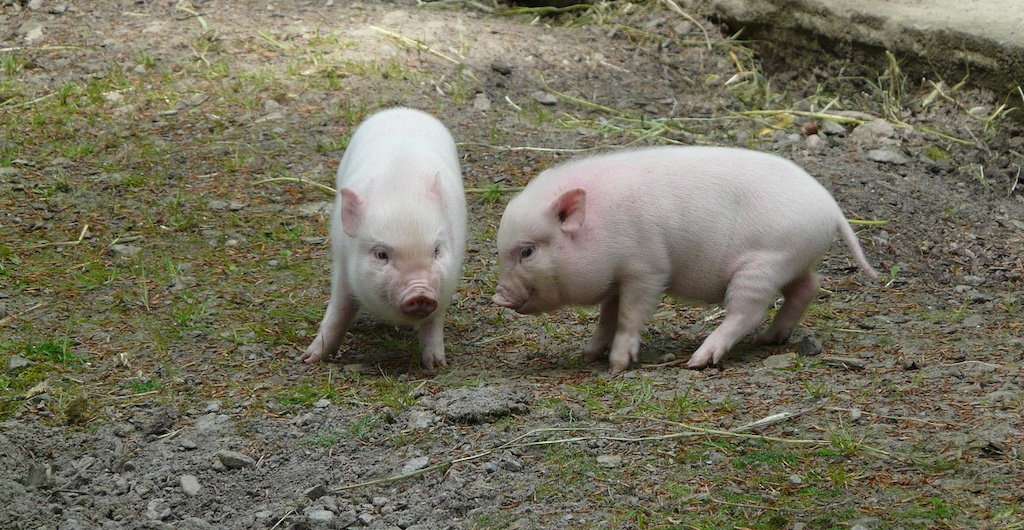 Schweinepest: Landesamt ruft zur Registrierung auf