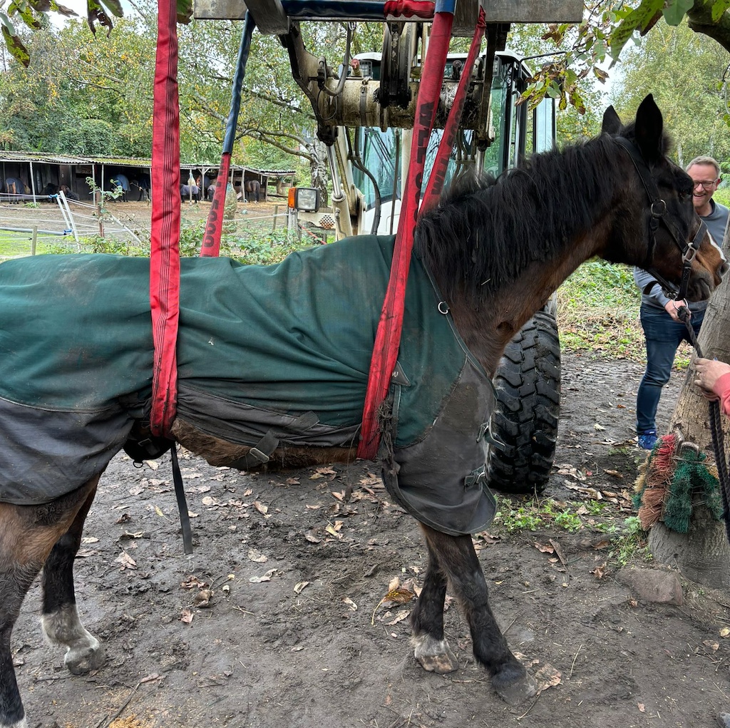 Feuerwehr: Pferd in Not